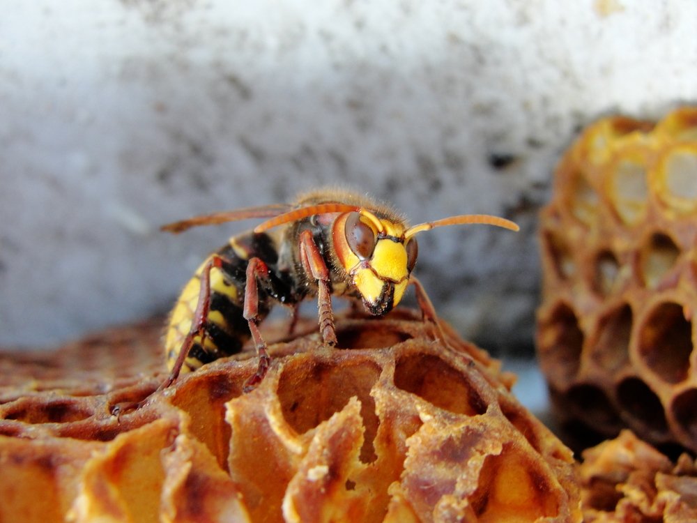 Фотография автора Иван Кириллов