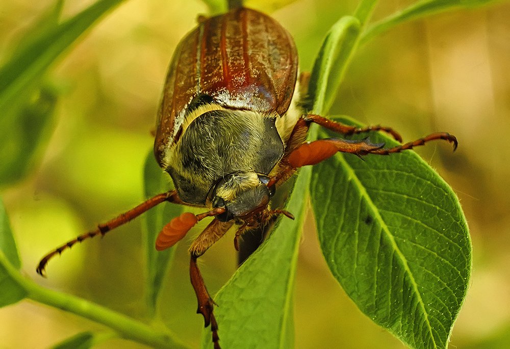 Фотография автора Игорь Иванов