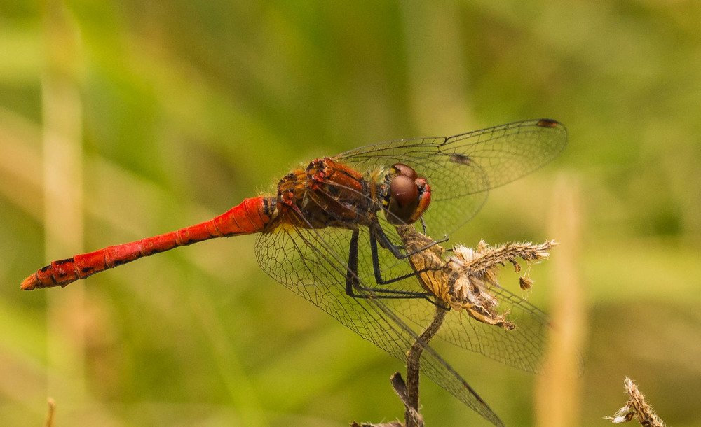 Фотография автора Lada