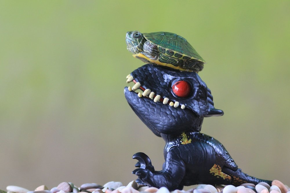 Фотография автора Y.P Agung