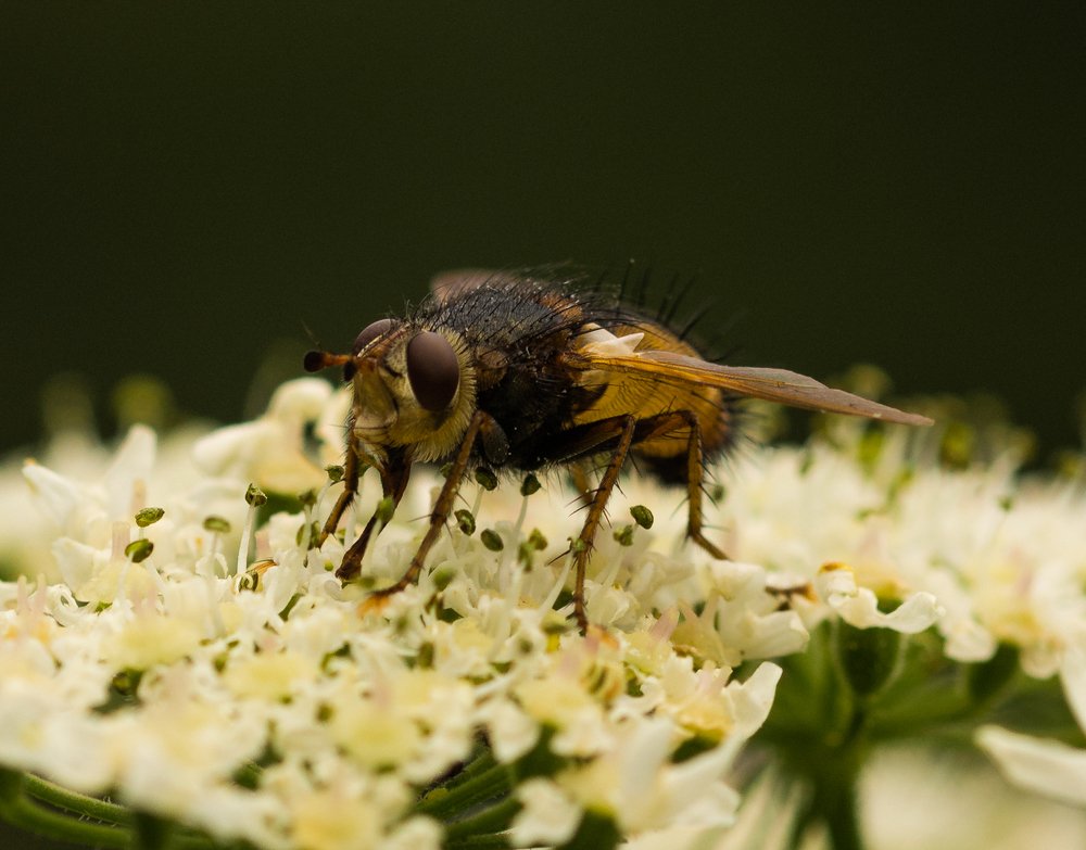 Фотография автора Lada