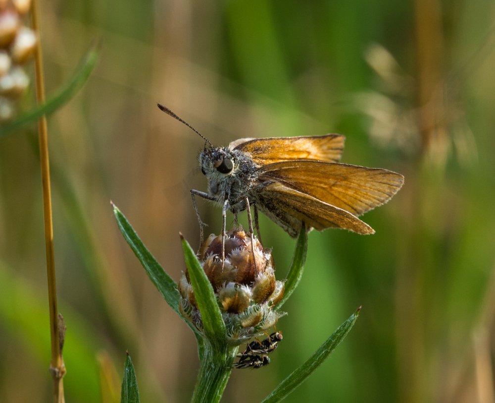Фотография автора Lada
