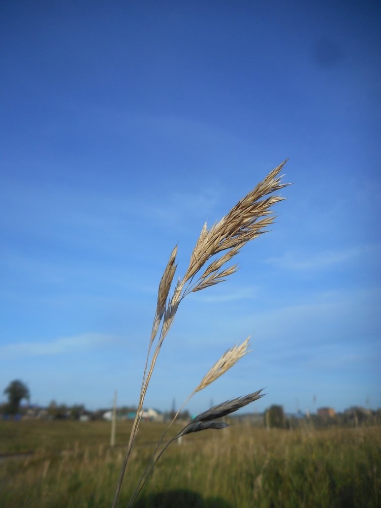 Photograph by Светлана Хоботова