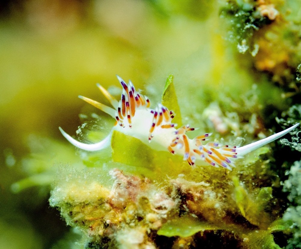 Photograph by Serge Melesan