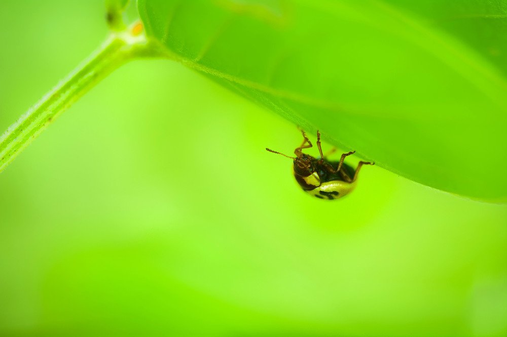 Фотография автора Advita Pande