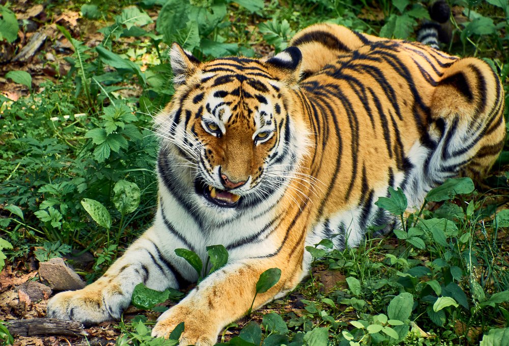 Амурский тигр.