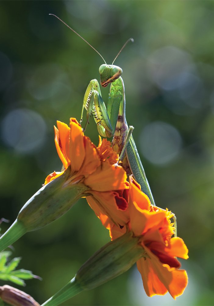 Известный пианист