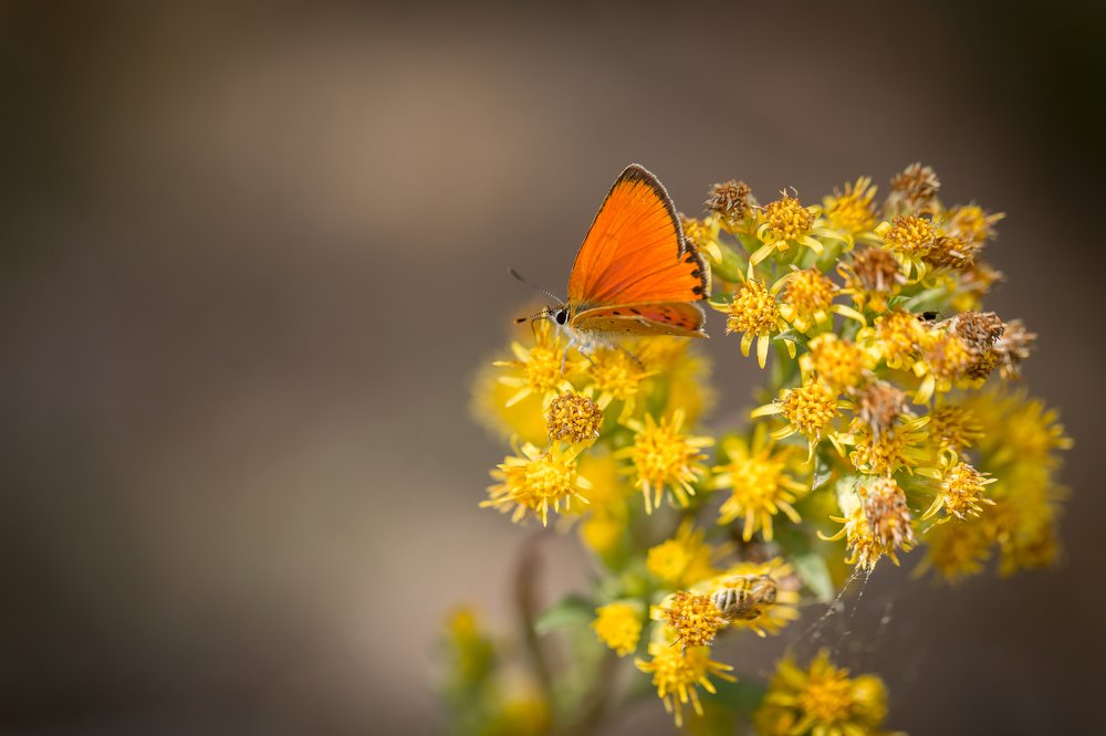 Маленькая фея