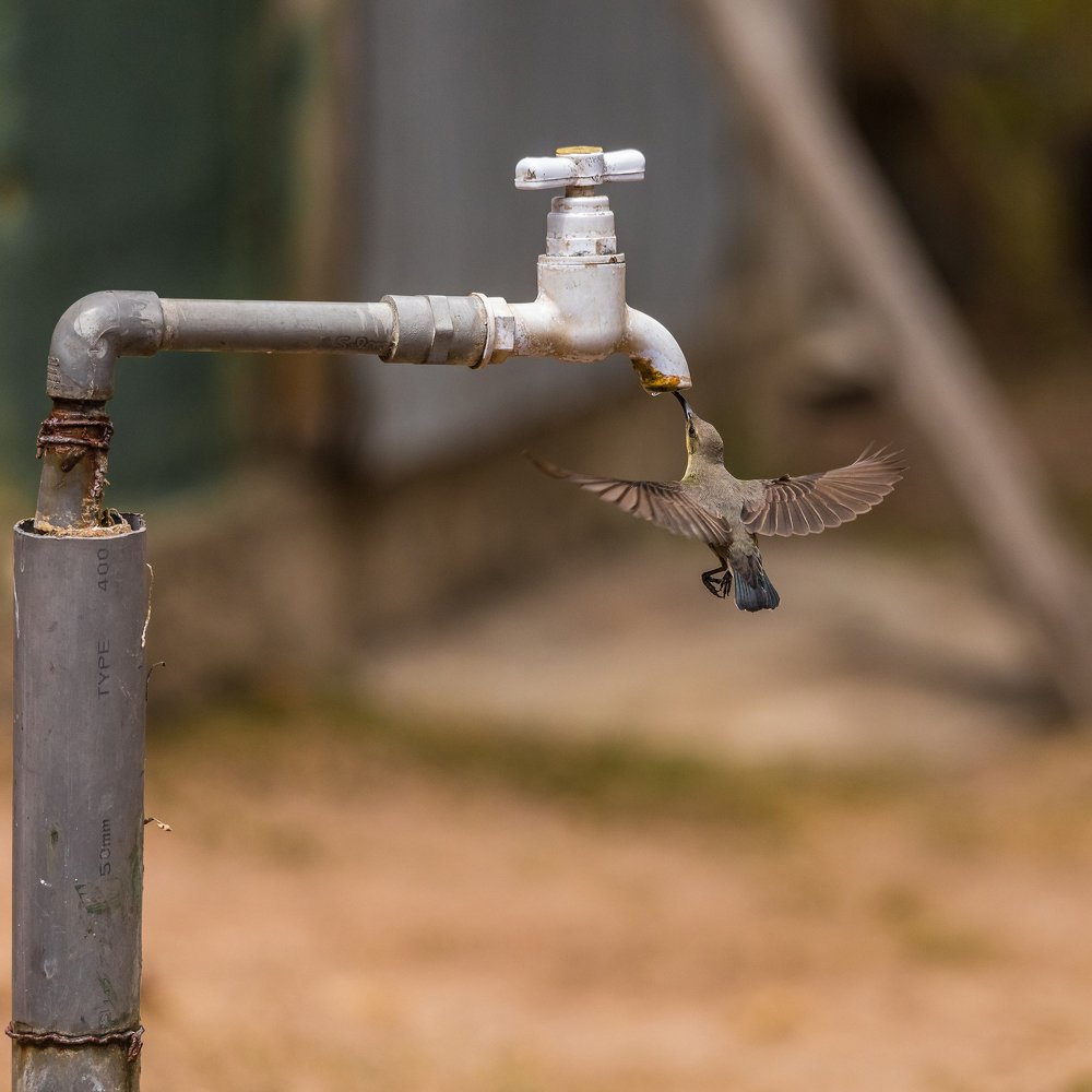 Dying of thirst in the heat