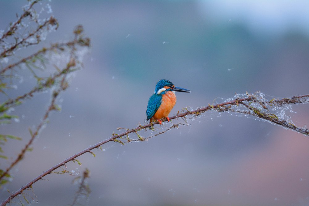 Фотография автора Advita Pande