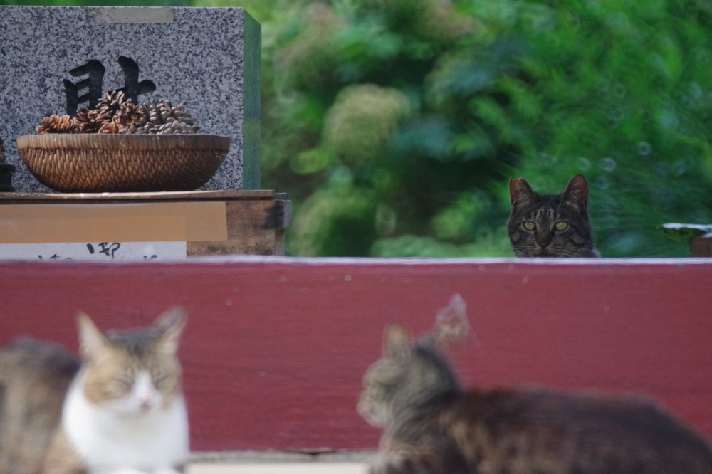 Photograph by Inoue Tomohiro