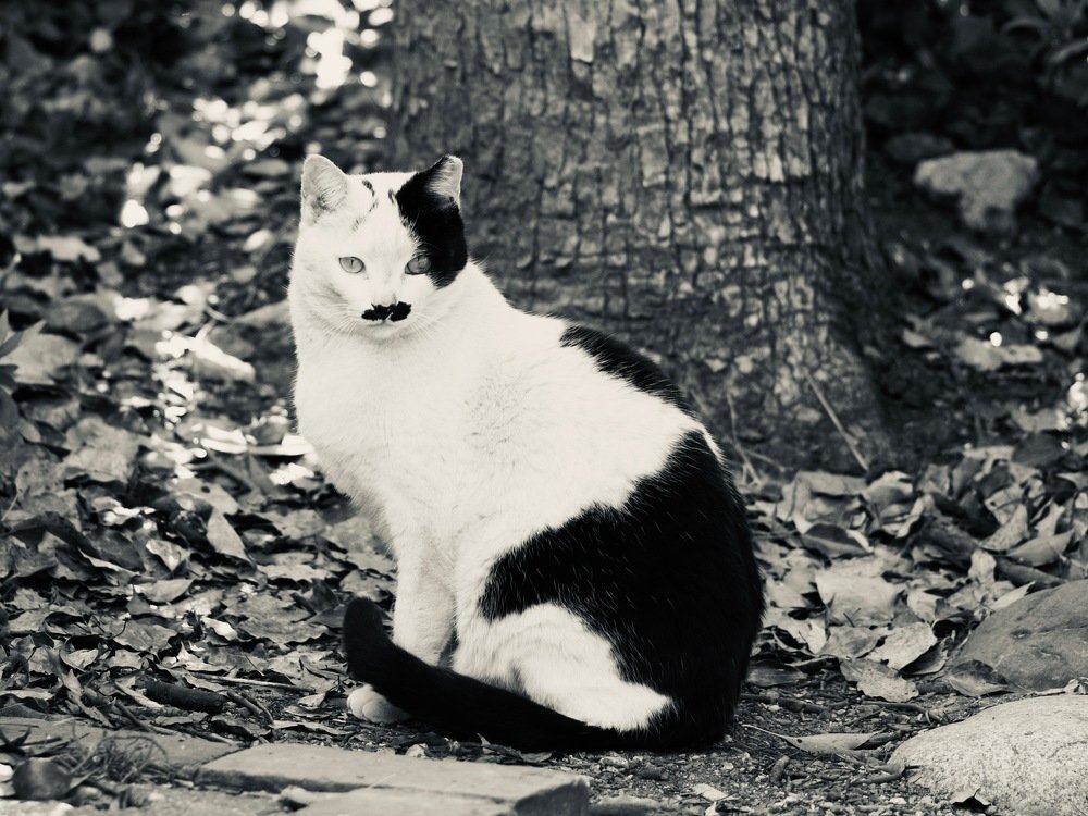 Photograph by Inoue Tomohiro