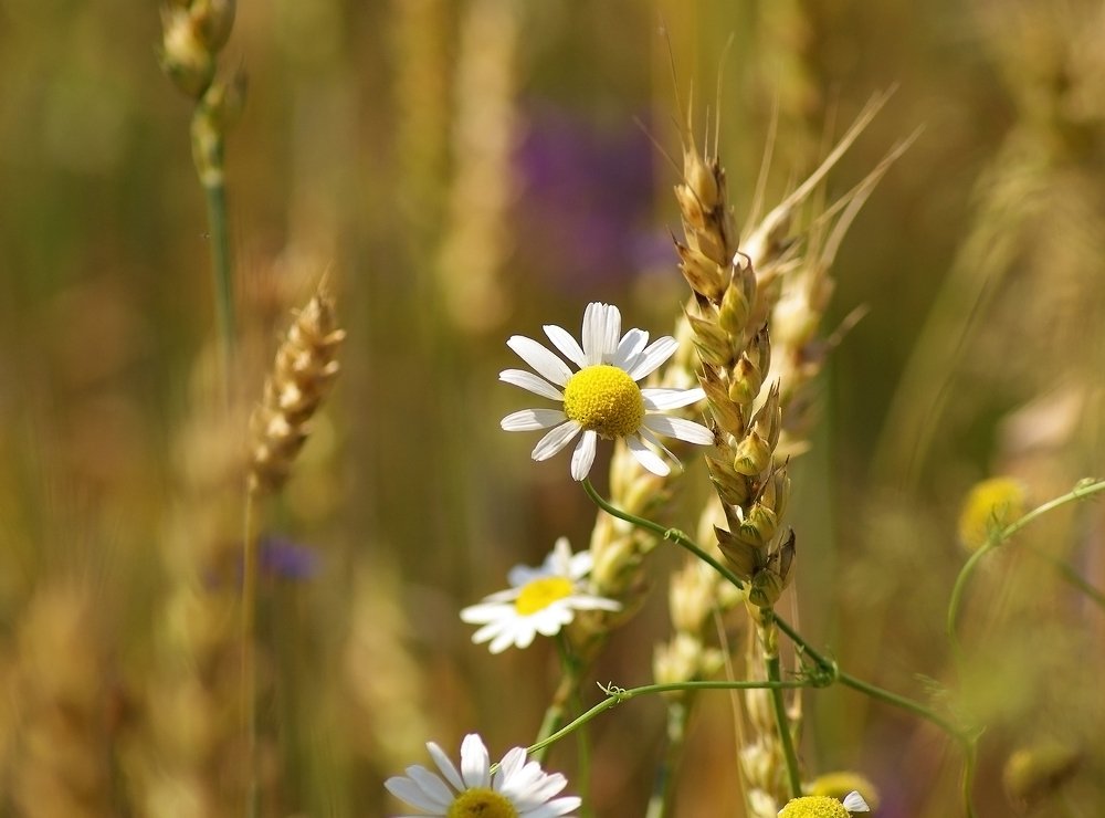 Фотография автора Валентин Амфитеатров