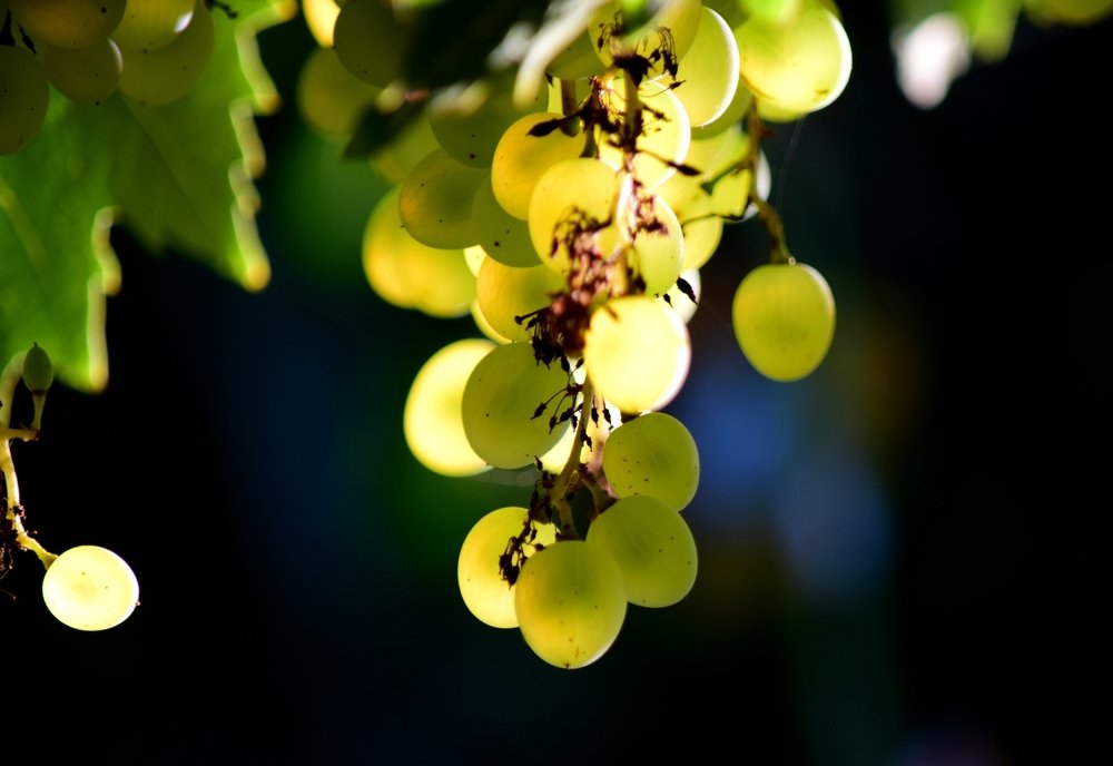 Фотография автора Альбина Хвастунова