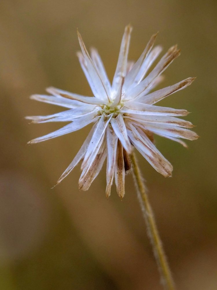 Dandelion that will dry out