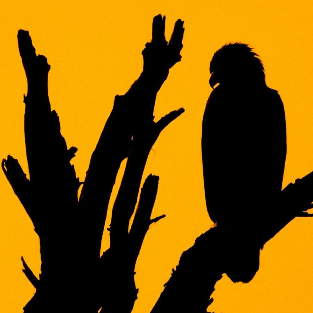 Greated spotted eagle