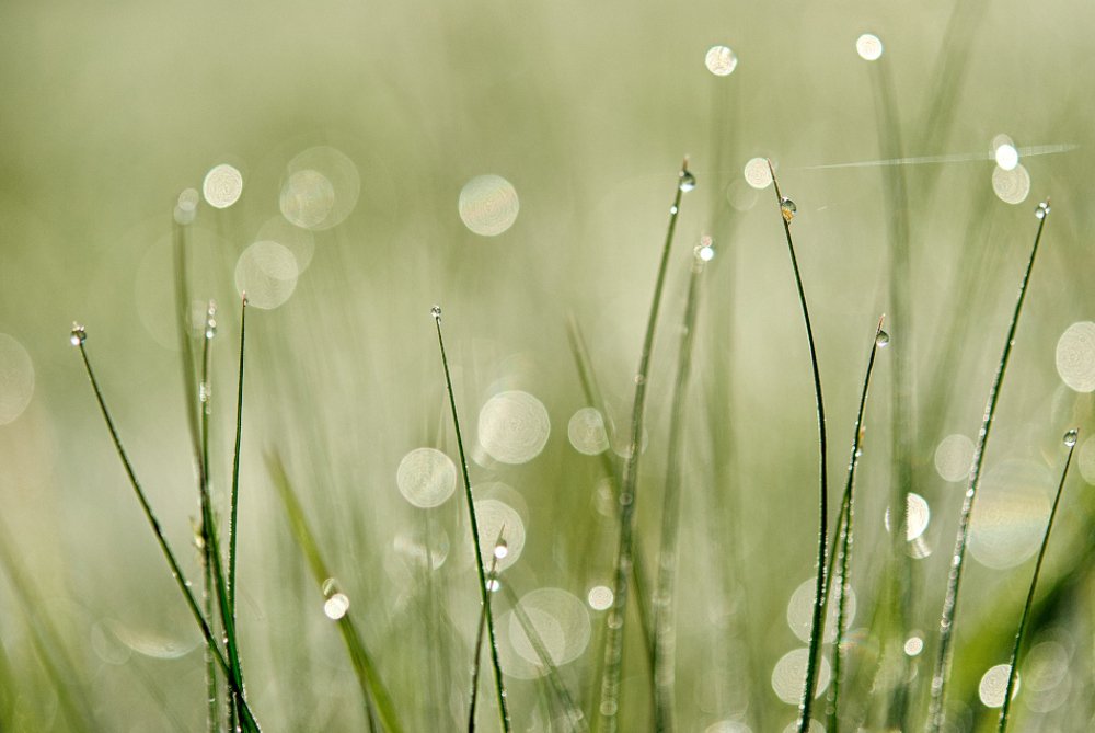 Dew in spring grass