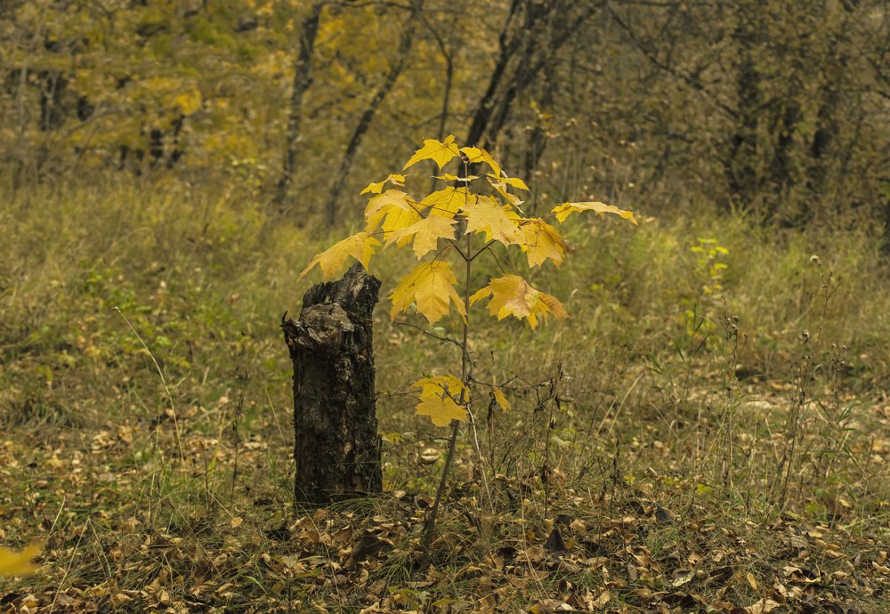 Весна вернется!