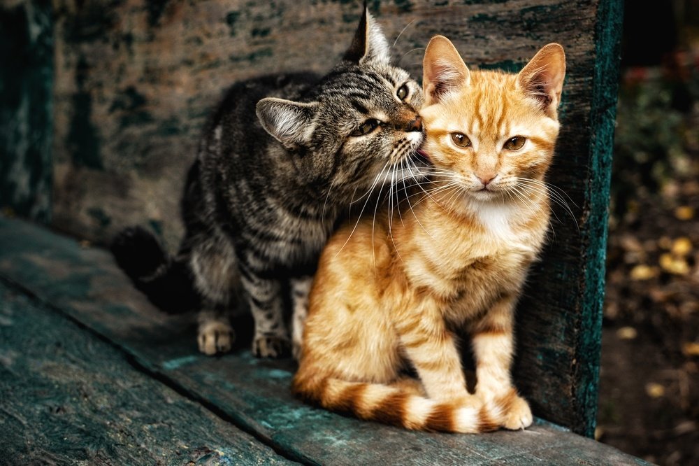 Материнская забота