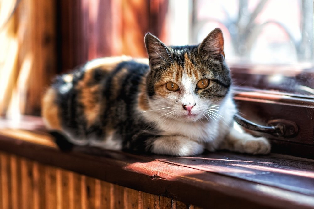 Кошка на окошке