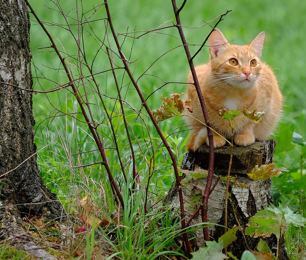 Photograph by Александр Скибицкий