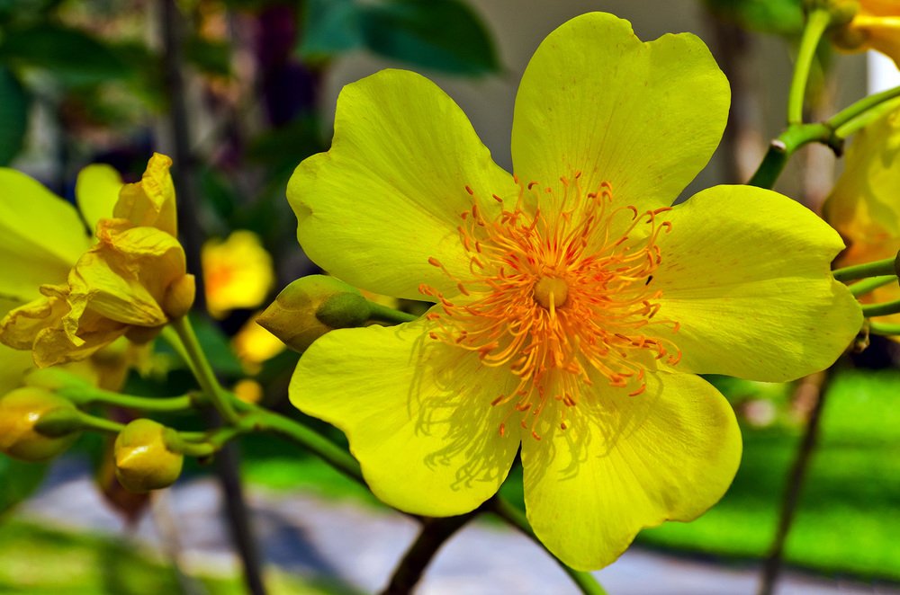 Photograph by Игорь Боголюбов