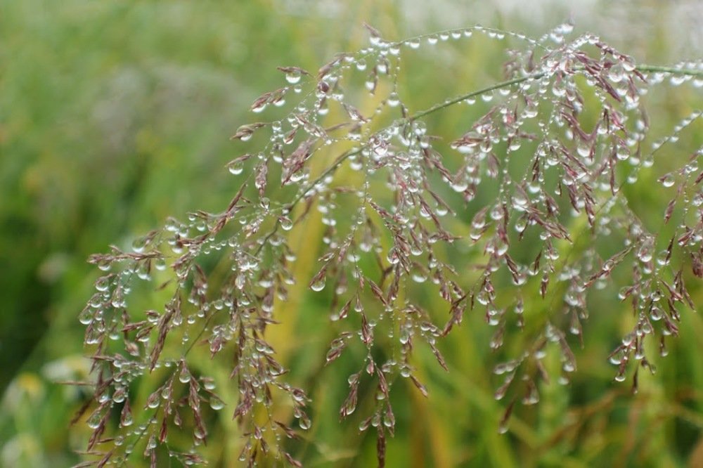 Photograph by Леся Дмітрук