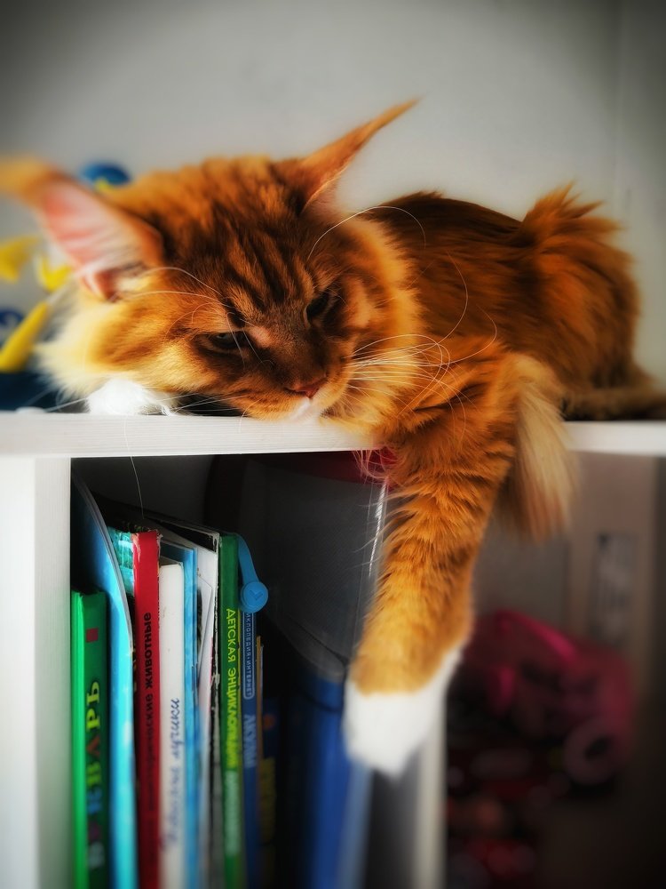 Photograph by OLESYA KASPROVA