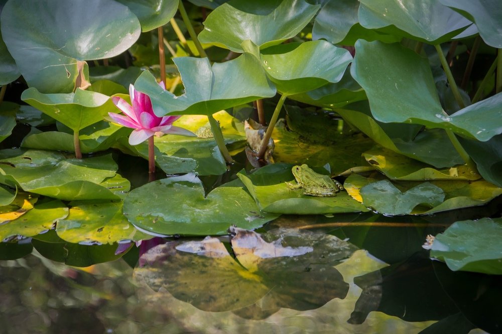 Photograph by Елена Терновая