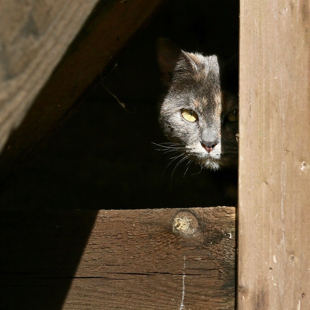 Photograph by Михаил Копанс