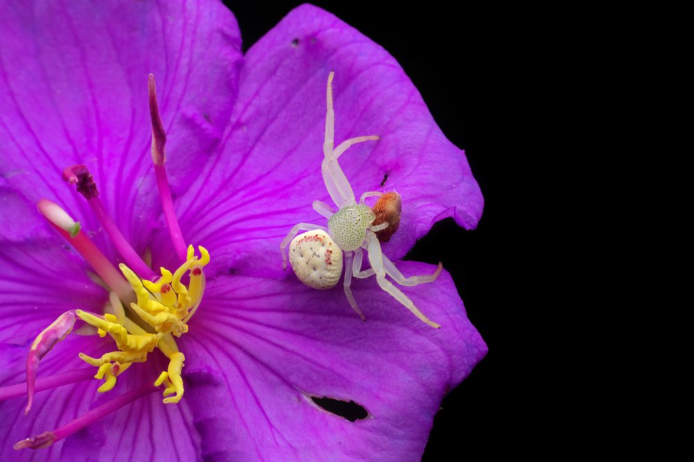 Crab Spider with spider kill in flora