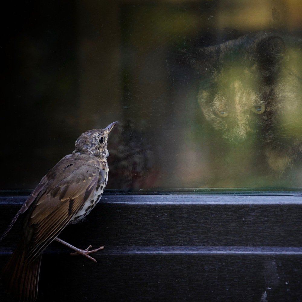 Photograph by Михаил Копанс