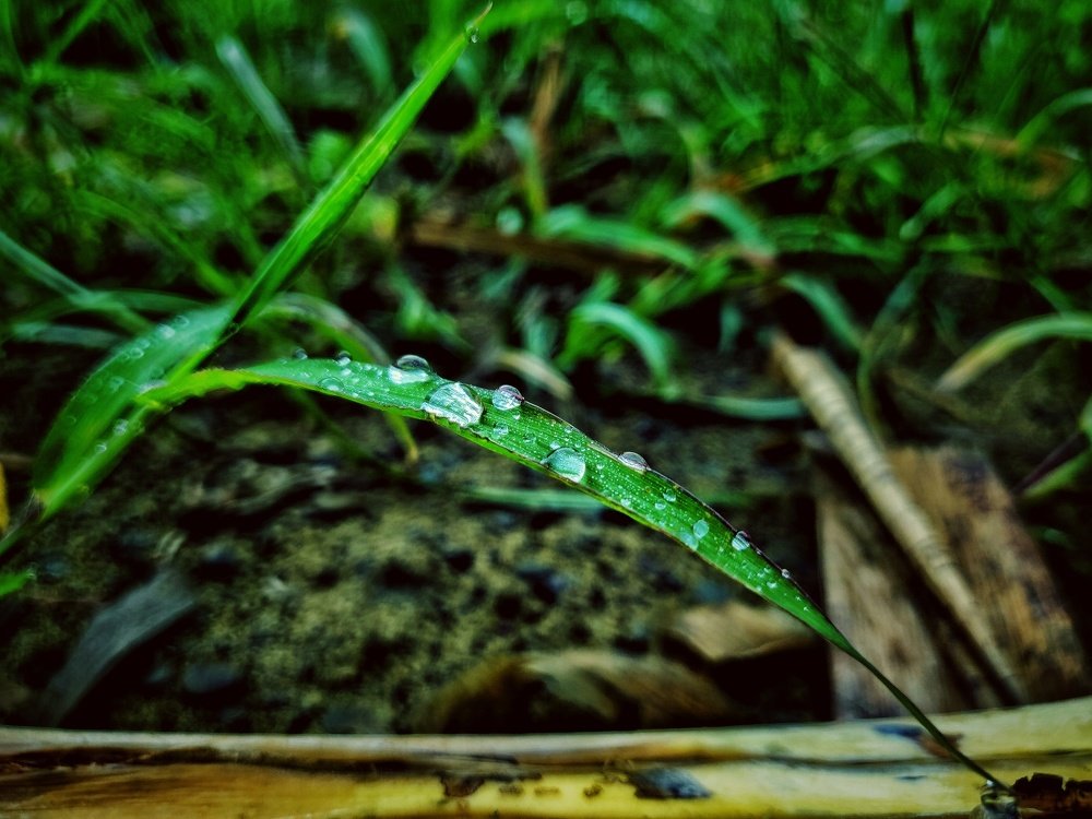 Photograph by SHARIF WARSI NASIM Rusho