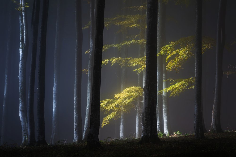 Autumn colorful sunrise in the foggy forest