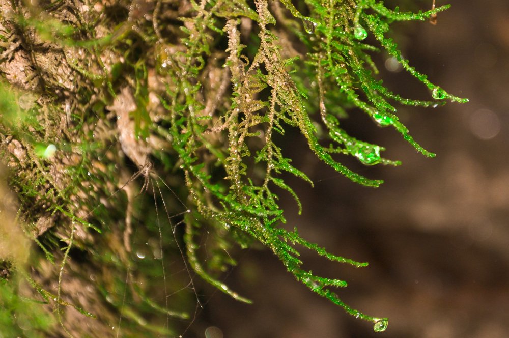 Photograph by Игорь Медянцев