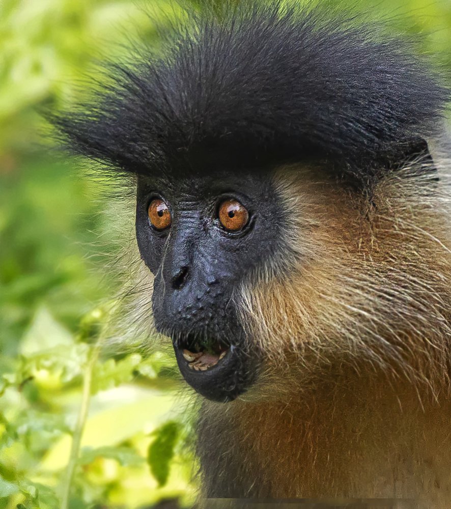 Фотография автора BISWAJIT MUKHERJEE