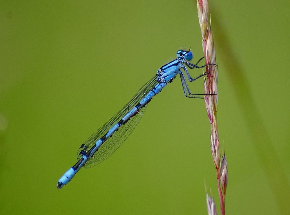 Голубая стре коза
