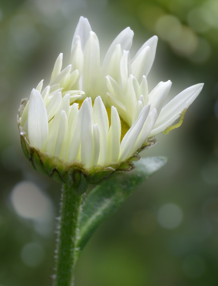 Photograph by Svetlana Popova