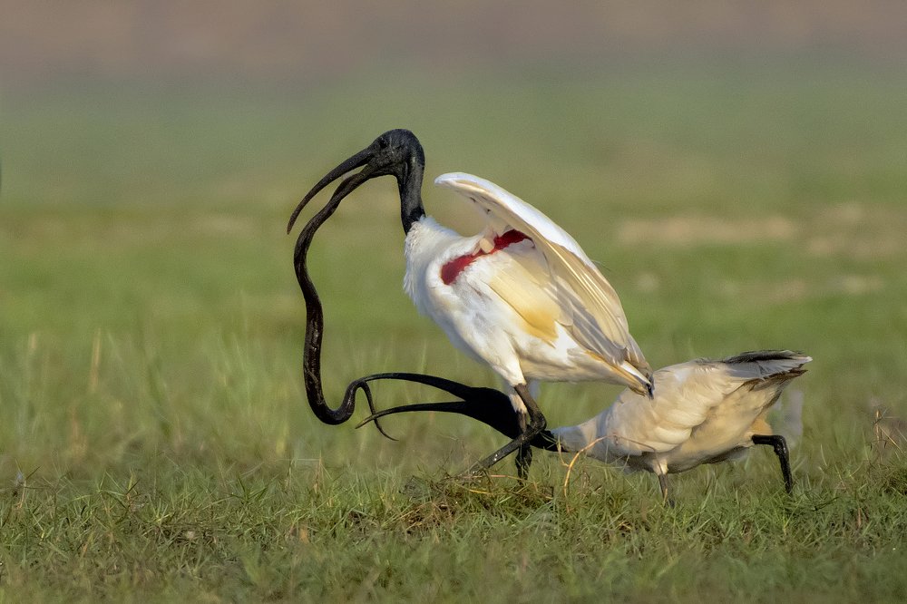 Фотография автора BISWAJIT MUKHERJEE