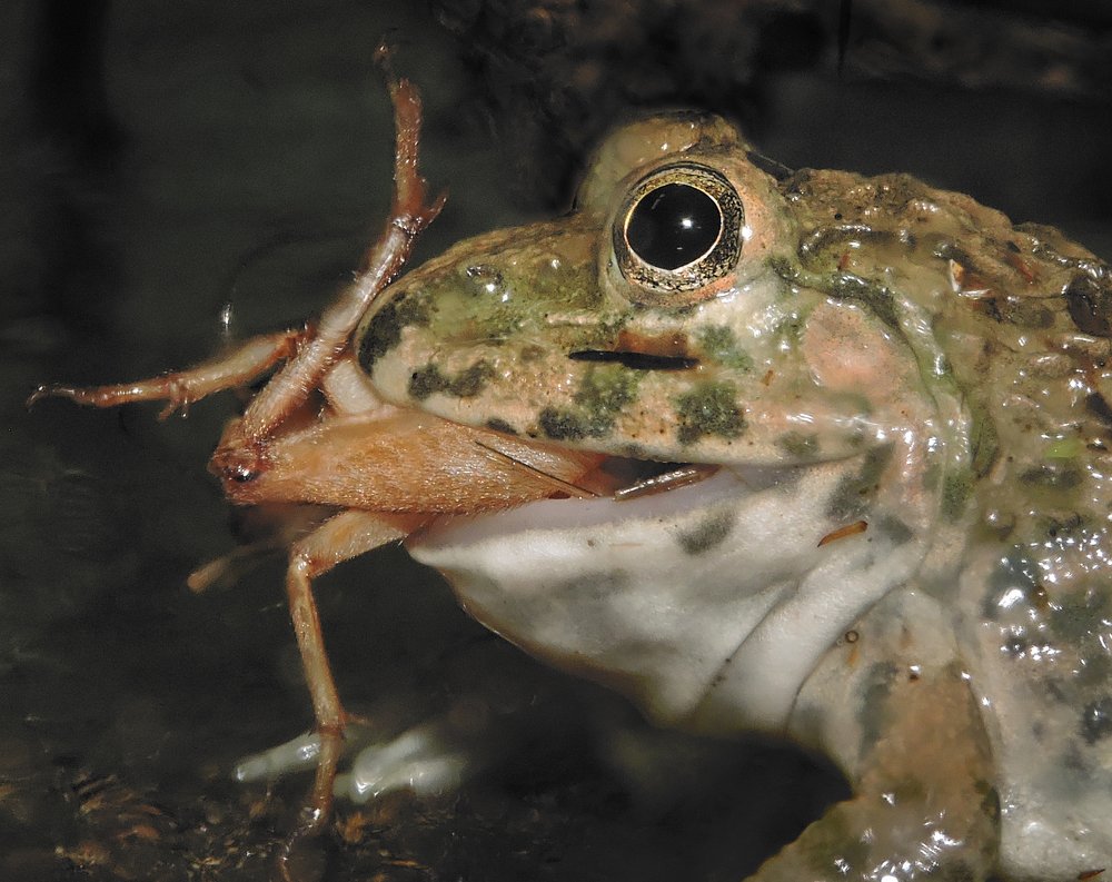 Фотография автора MINH GIẢNG PHẠM