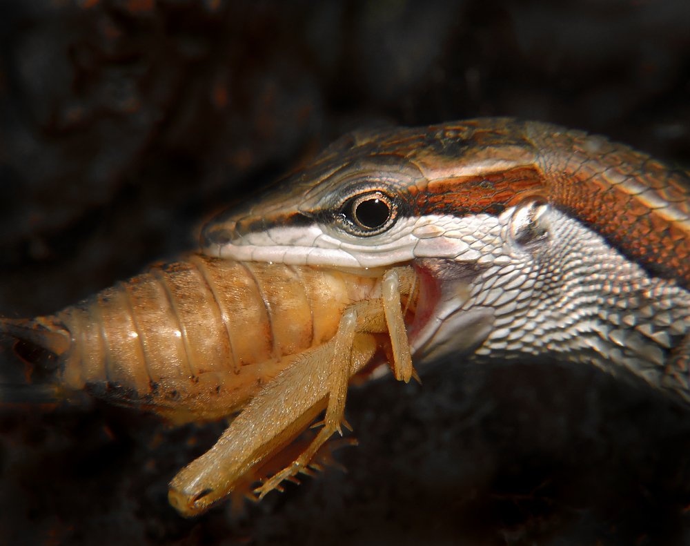 Фотография автора MINH GIẢNG PHẠM