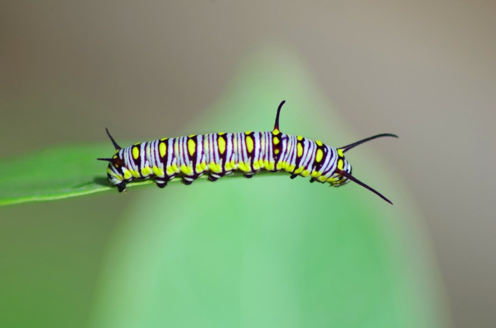 Фотография автора Darshan M. Trivedi