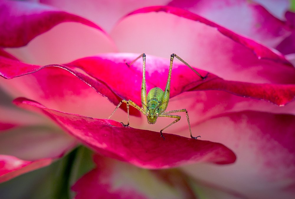 Photograph by Елена Шавловская