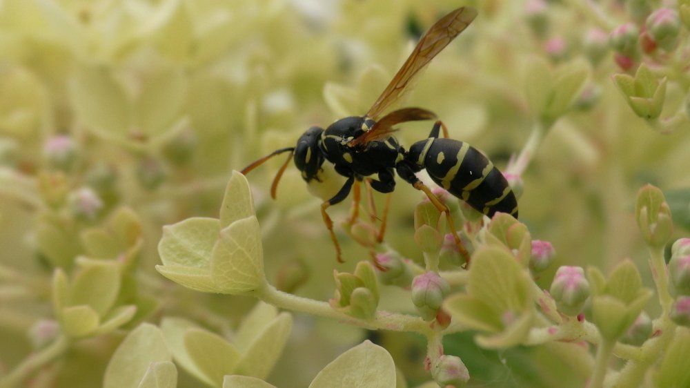 Осиная добыча