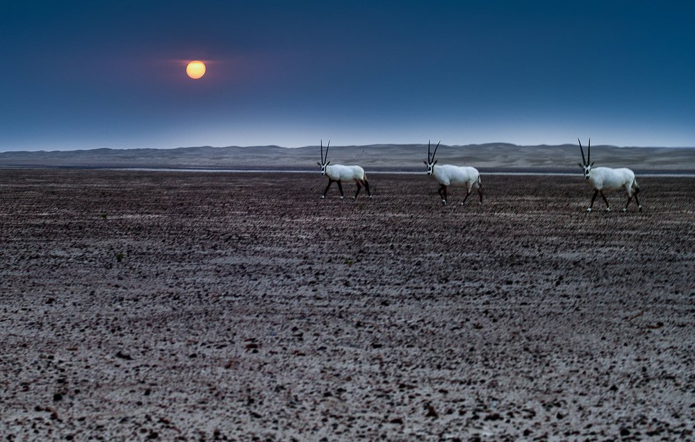 Arabian Orix - UAE Desert