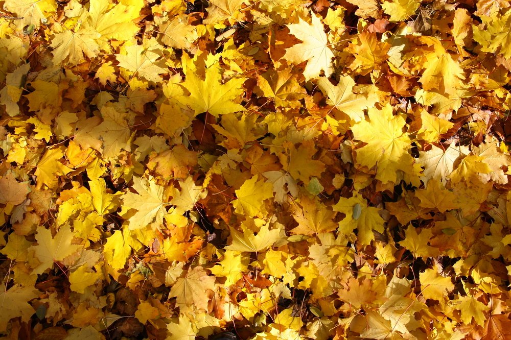 Фотография автора Евгений