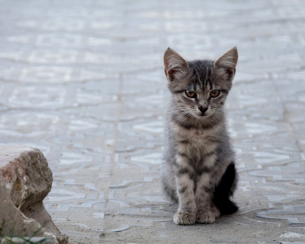 Фотография автора Альбина Хвастунова