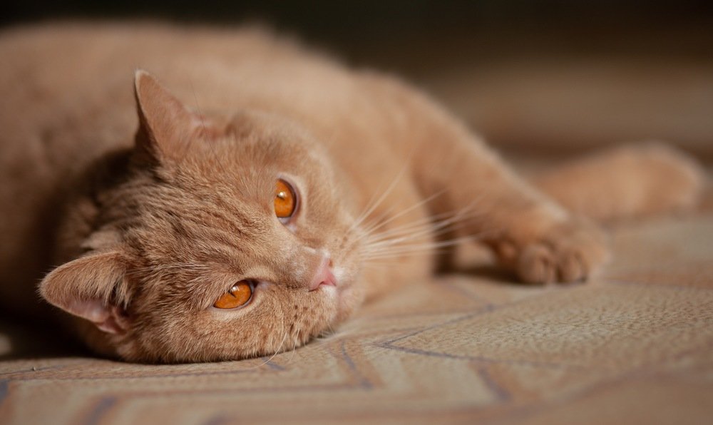 Фотография автора Дарья Воронина