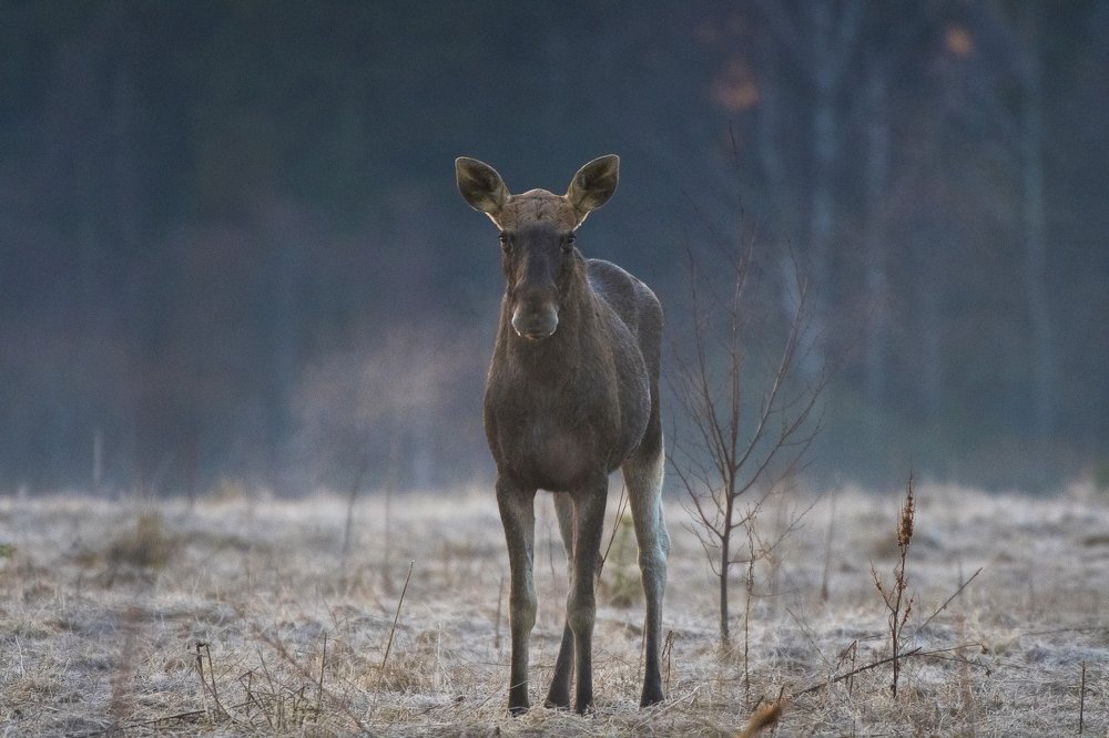 Никто за мною не следит?