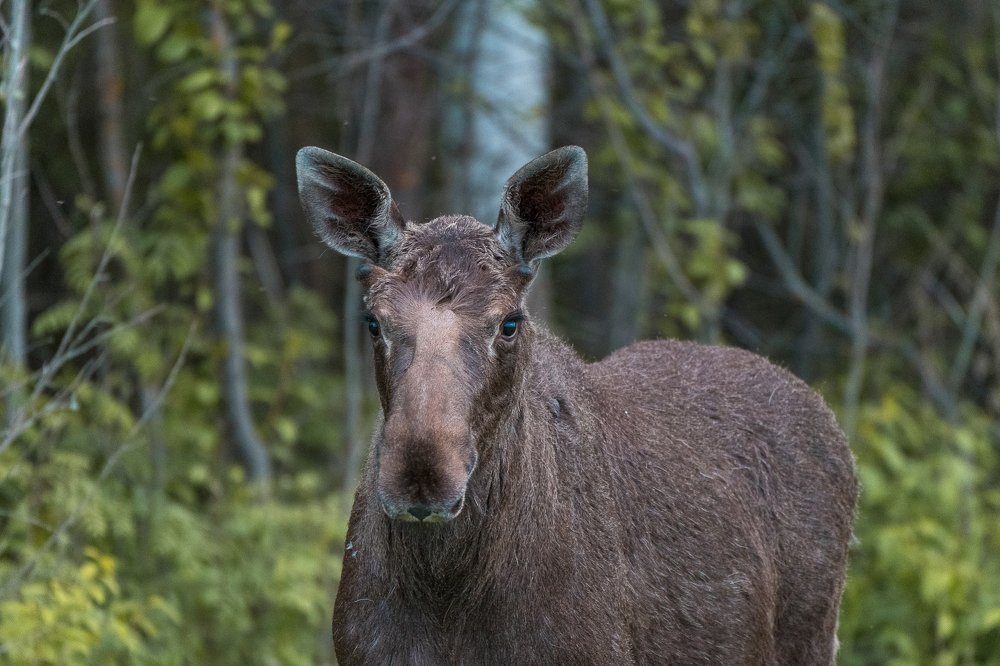 На макушке – торчком ушки